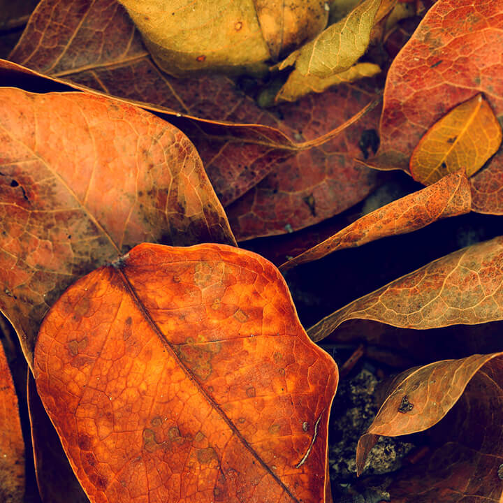 Image of Pile of Crunchy Autumn Leaves Close Up