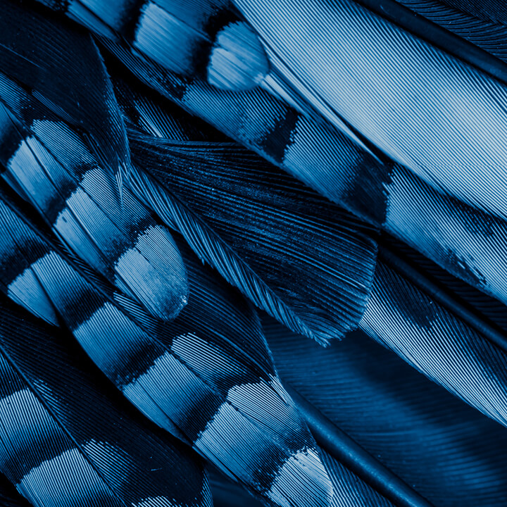Image of Vibrant Blue Feathers Close Up