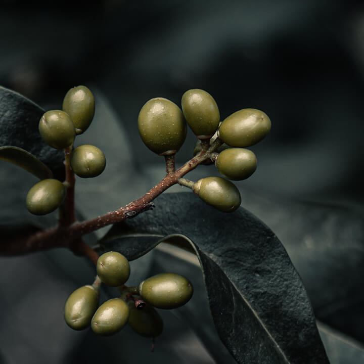 Image of Olives on Tree Branch Close Up
