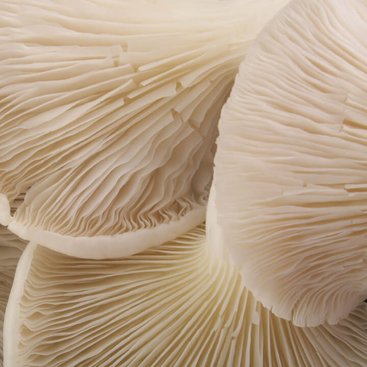 Image of Oyster Mushroom Close Up Texture