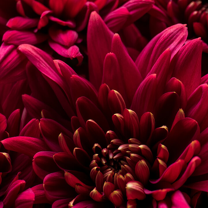 Image of Vibrant Magenta Flowers Close Up