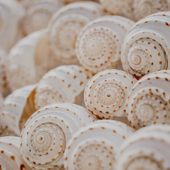 Image of White Spiralled Shells Close Up